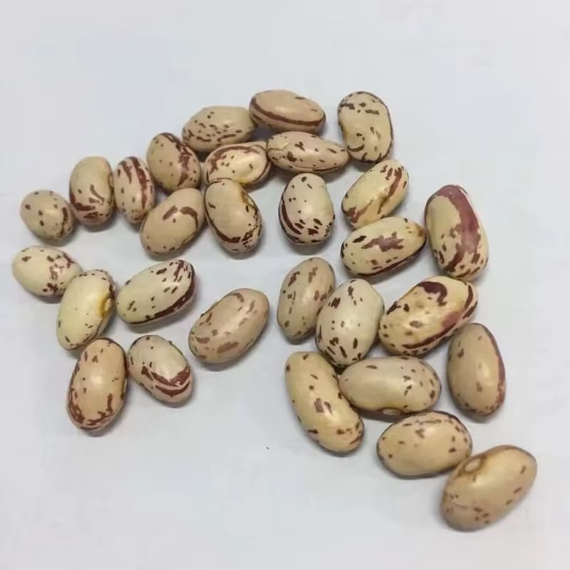 خرید و قیمت لوبیا چیتی گلستان + فروش صادراتی